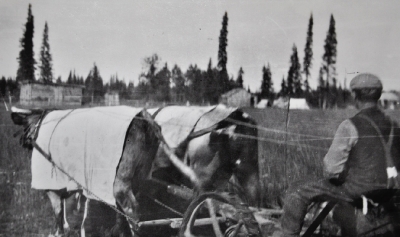 Cree man with two cows used for mission farm work