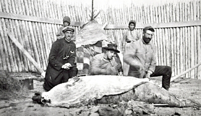 Men skinning a small beluga or large seal